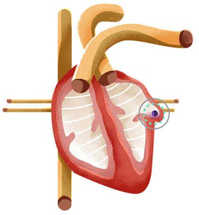 Illustration of a human heart.